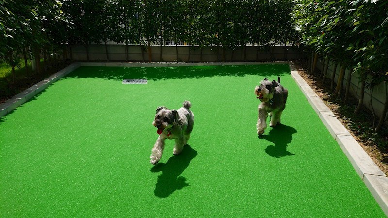 dog run
