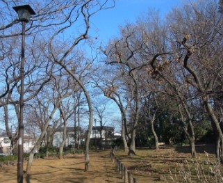 公園：どんぐり山の森緑地　773m
